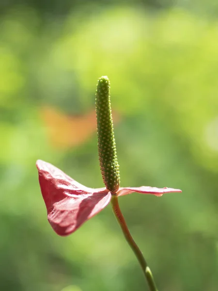 Anthurium Andraeanum Květina Nezaostřený Poza — Stock fotografie
