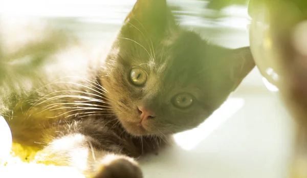 Chocolate Escocês Linha Reta Gatinho — Fotografia de Stock