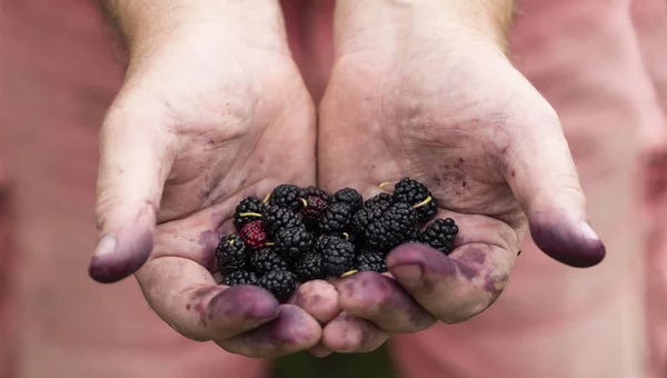 Mãos Masculinas Manchadas Com Suco Azul Manter Amoreira Berrie — Fotografia de Stock