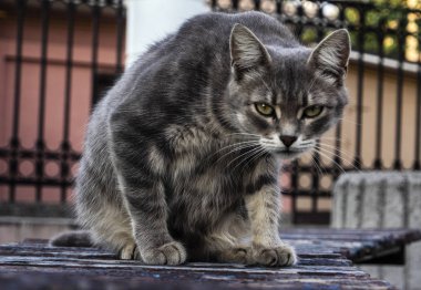 ahşap bir bankta oturan kedi