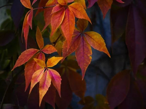 Cores Surpreendentes Outono Vermelho Verde Laranja Rosa Folhas Textura Planta — Fotografia de Stock