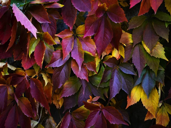 Cores Surpreendentes Outono Vermelho Verde Laranja Rosa Folhas Textura Planta — Fotografia de Stock