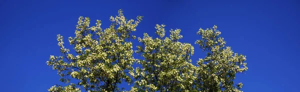 Çiçek Açması Robinia Pseudoacacia Mavi Gökyüzü Karşı Üst — Stok fotoğraf