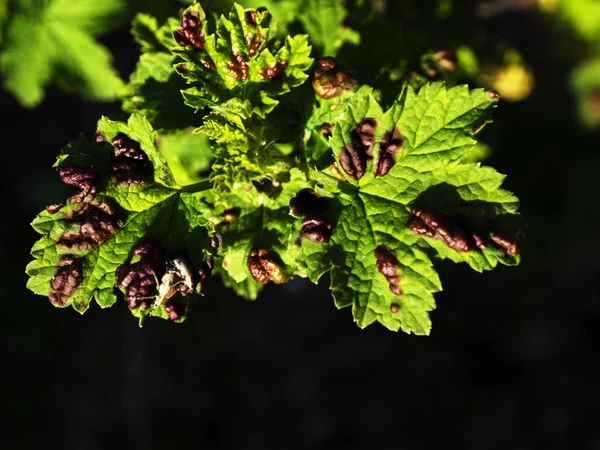 Rode bessen bladeren beïnvloed door Gallische bladluizen — Stockfoto