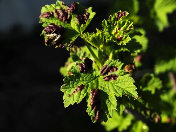 Rote Johannisbeerblätter von Gallläusen befallen — Stockfoto