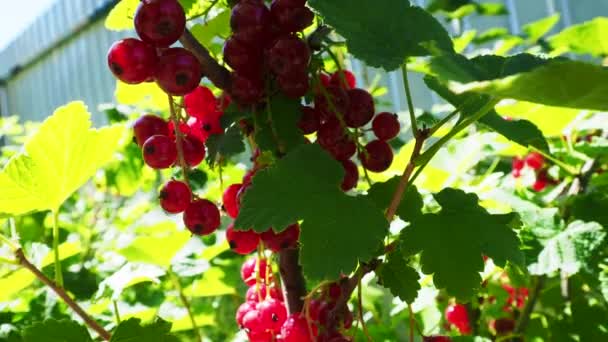 Bayas Grosella Roja Arbusto Mezclan Bajo Soplo Viento — Vídeos de Stock