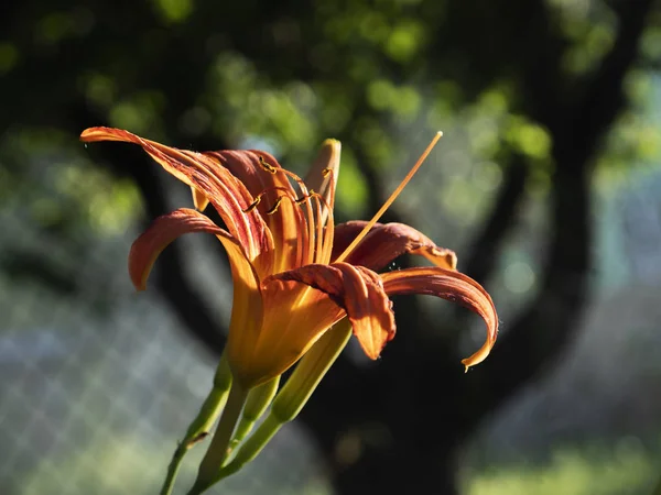Квітка лілії — стокове фото