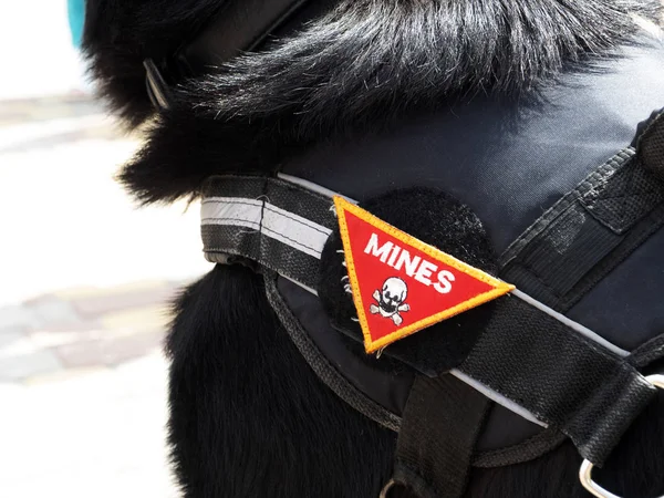 German Shepherd trained to find mines with a special emblem on t — Stock Photo, Image