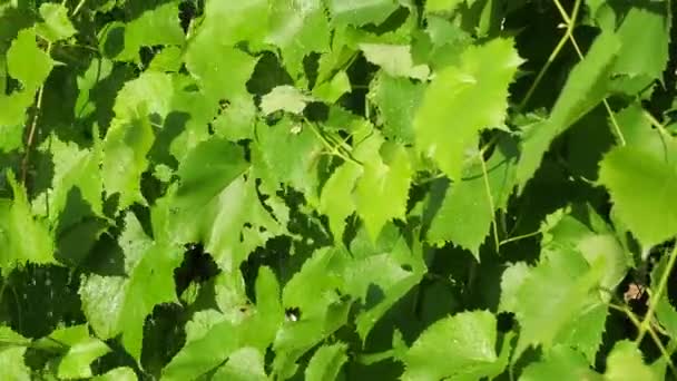 Виноградные Листья Перемешиваются Потоком Воды — стоковое видео