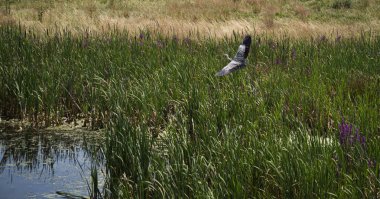 Bir leylek bir bataklık üzerinde uçar