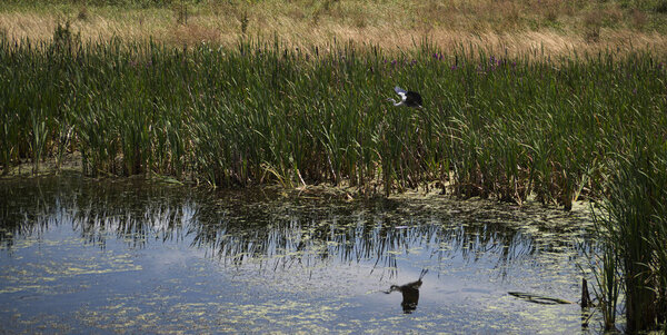 A stork flies over a swamp