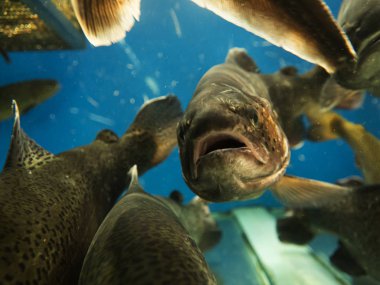 Gökkuşağı alabalıklarında (Oncorhynchus mykiss) yakın çekim su altında