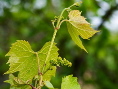 Çalı üzerinde üzüm meyvesi yumurtalığı
