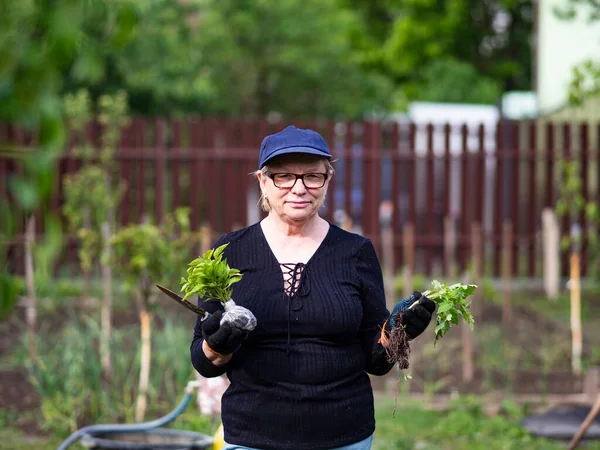 シニア白人女性はトマトとピーマンの苗を保持しています — ストック写真