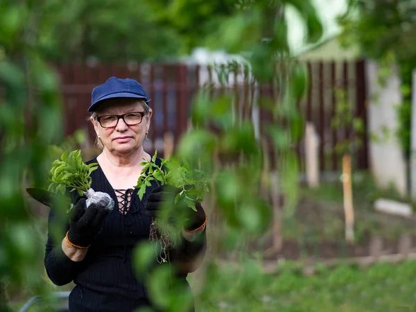 Mulher Caucasiana Sênior Detém Mudas Tomate Pimentão — Fotografia de Stock