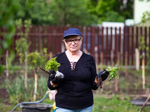 シニア白人女性はトマトとピーマンの苗を保持しています — ストック写真