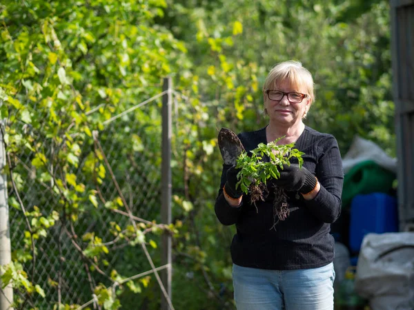 Senior Kaukasiska Kvinna Håller Plantor Tomat Och Paprika — Stockfoto