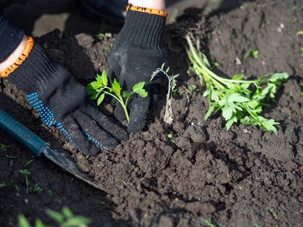 Vrouwelijke Handen Planten Tomatenzaailingen Een Bed — Stockfoto