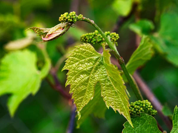 Плоды Винограда Кусте — стоковое фото