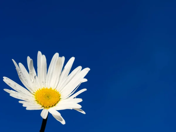 Camomilla Ricoperta Gocce Acqua Contro Cielo Blu — Foto Stock