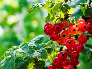 Arka plandaki çalıların üzerindeki bir grup kırmızı üzüme yakın plan.