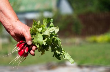 Bahçenin arka planında genç bir turpu tutan bir kadının eli.