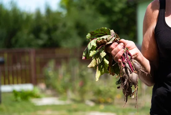 Female Hand Holds Young Beets Background Garden — Stock Photo, Image