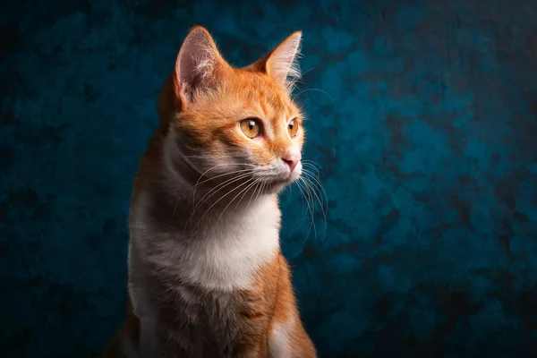 Портрет червоного кота на синьому фоні — стокове фото