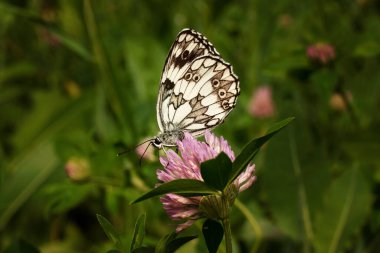 Kelebek Yonca 'nın üstüne oturur
