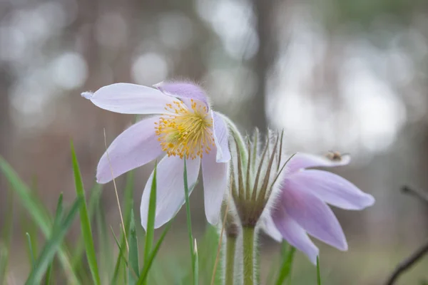 Close Van Pasqueflower Wildlife — Stockfoto