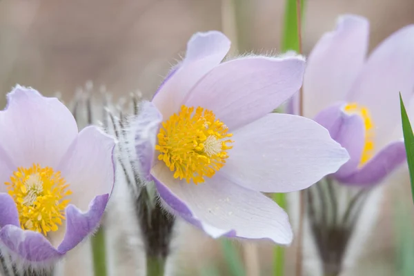 Pasqueflower Yaban Hayatı Içinde Close — Stok fotoğraf