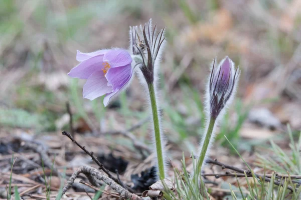 Detail Pasqueflower Volně Žijících Živočichů — Stock fotografie