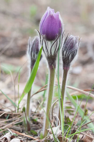 Pasqueflower Yaban Hayatı Içinde Close — Stok fotoğraf