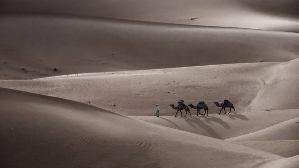 Caravana Camelo Atravessando Dunas Areia Deserto Saara Marrocos — Fotografia de Stock