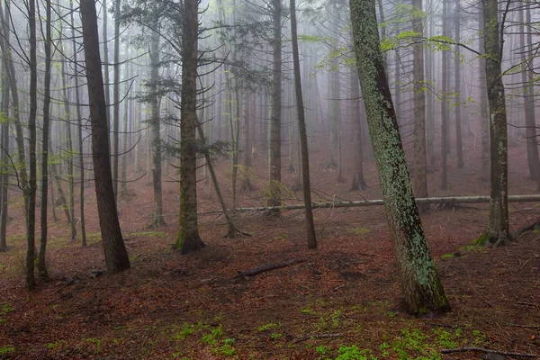 Mgła Krajobraz Lesie Wiosną Rano — Zdjęcie stockowe