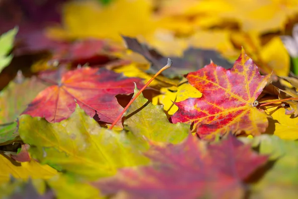 Hintergrund Mit Herbst Bunten Blättern — Stockfoto