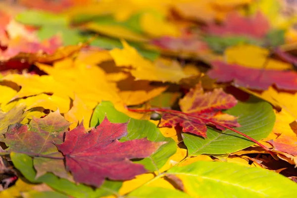 Hintergrund Mit Herbst Bunten Blättern — Stockfoto