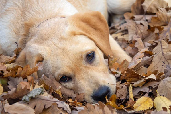 Cachorro Cão Triste Labrador Deitado Folhas Caídas Floresta — Fotografia de Stock