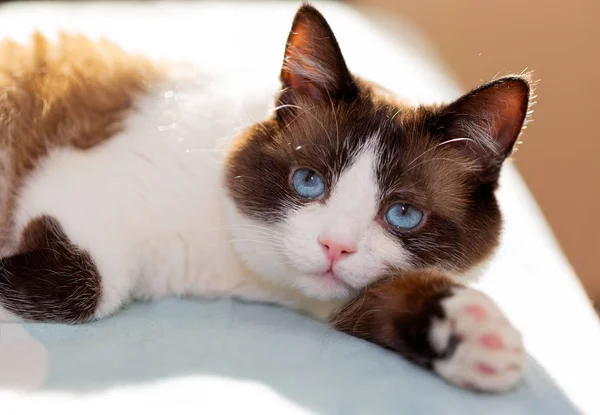 Snösko Cat Stående Hemma — Stockfoto