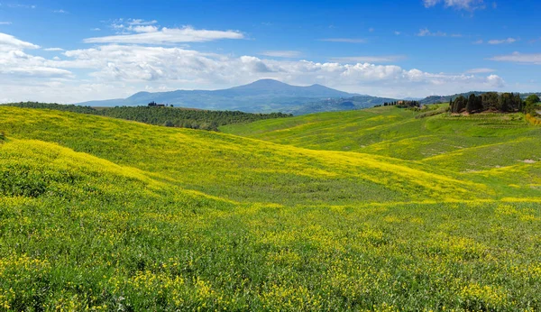 Toskánsku Hills Krajina Žlutými Květy Zeleném Poli Itálie — Stock fotografie