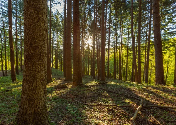 Piękny Krajobraz Lesie Sosnowym Promienie Porannego Słońca Wiosnę — Zdjęcie stockowe