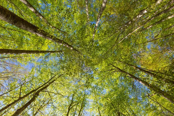 Faggi Verdi Cima Alla Foresta Primavera Cielo Blu — Foto Stock