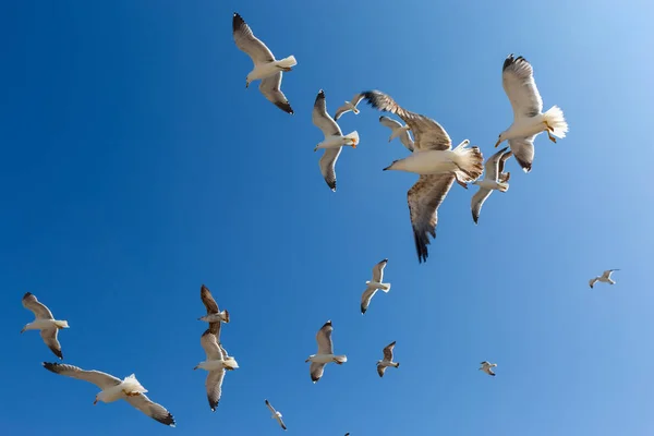 Viele Möwen Fliegen Einem Sonnigen Tag Gegen Den Blauen Himmel — Stockfoto