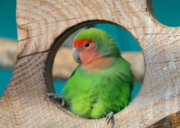 Nyasa Lovebird or Lilian's lovebird, Agapornis lilianae, green exotic parrot bird sitting on wooden stand