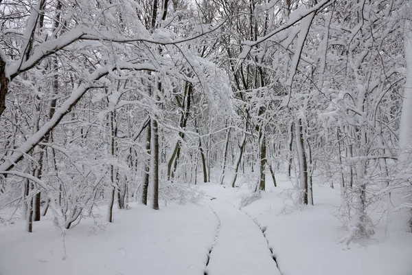 Hermoso Paisaje Nieve Con Carretera Bosque Invierno — Foto de Stock