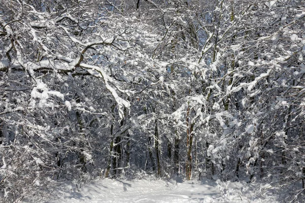 日当たりの良い で雪で覆われた美しい冬の森 — ストック写真