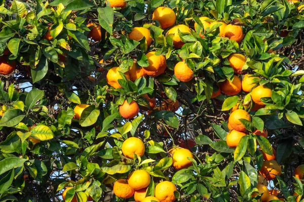 Laranja Madura Fresca Planta Laranjeira — Fotografia de Stock