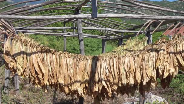 Tobacco leaves hang and dry in a wooden shed — Stock Video