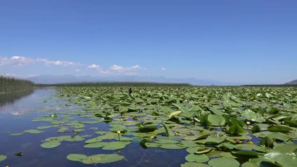 Kormoran ptak na słynnym jeziorze Skadar w Czarnogórze — Wideo stockowe