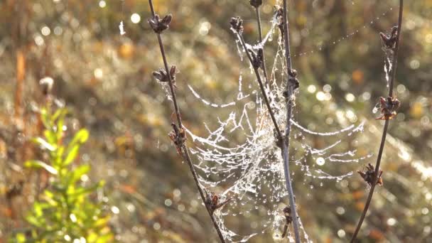 Vattendroppar frös på webben i gräs och smälta — Stockvideo
